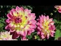 Download Lagu Colorful Dahlia