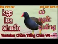 tiếng chim trích ré mồi chuẩn nhất mp3 chuyên kẹp loa