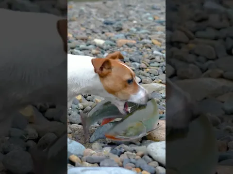 Рыбалка на Охоте🎣50 кг/час?! #рыбалка