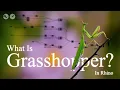 What Is Grasshopper in Rhino The Story That Changed Digital Design