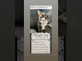 Download Lagu #nirvana #grunge #music #cat #daliymemes #funnypictures #memesdaily #funny #memeclip #funnymemes