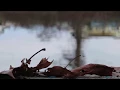 The Empousa