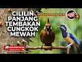 Lagu 🔴 Live Tembakan Cililin 15detik Sambung Tembakan Cucak Cungkok Gacor Neban 30x Masteran Murai Batu