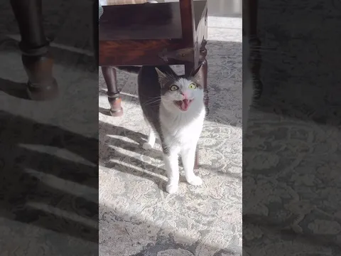Delayed meow
