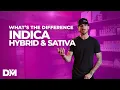 Download Lagu What Is The Difference Between Indica, Sativa, Hybrid - DistroMike