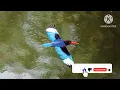 Download Lagu Masteran burung cangkakak Jawa gacor pancingan suara burung cangkakak Jawa