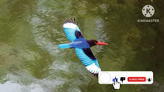 masteran burung cangkakak jawa gacor pancingan suara burung cangkakak jawa