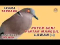 Download Lagu Puter Geni Gacor Suara Tebal Irama Enak Buat Pancingan Puter Lumut Dirumah ‼️