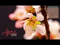 March 2025 Calendar Desktop Wallpaper 4K FREE Download