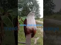 Download Lagu inilah suara elang bondol [amazing sound Brahminy Kite#1000subscriber #shortvideo