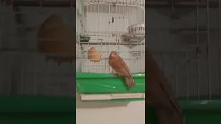 الطريقة الوحيدة لنزع التشحيم من الطائر مجربة 