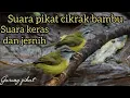 Download Lagu Suara pikat cikrak bambu jitu suara keras dan jernih