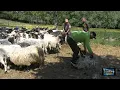 Download Lagu - LEGENDARNI STOČAR OSTOJA MARKOVIĆ I SIN TIHO OŠIŠALI 200 OVACA ZA JEDAN DAN