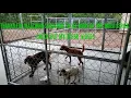 The Best Tractor Supply Kennels upgraded HKC