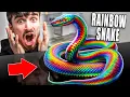 Rainbow Snake The Most Beautiful Snakes In The World