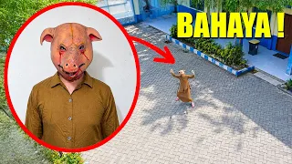 Drone Menangkap GURU BERKEPALA BABI di Sekolah