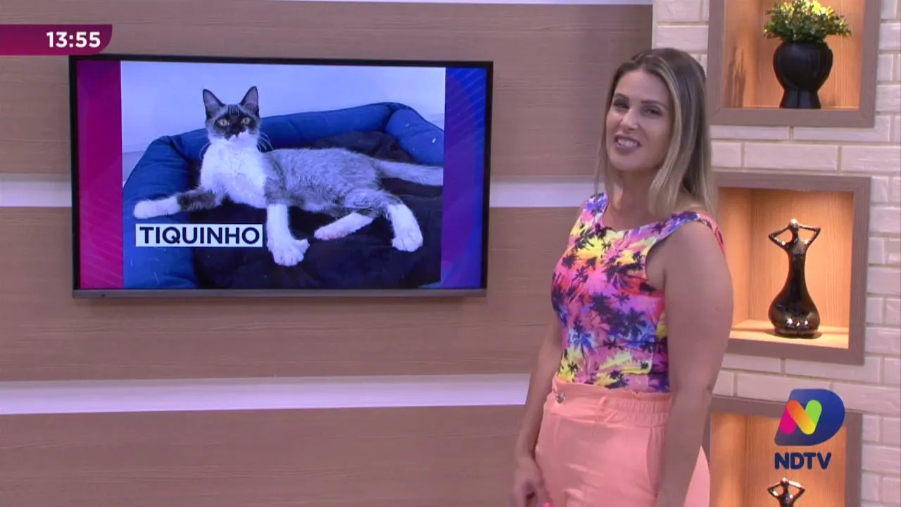 Me Adota: Tiquinho, Nescau e Peixoto aguardam por um lar no Cepread