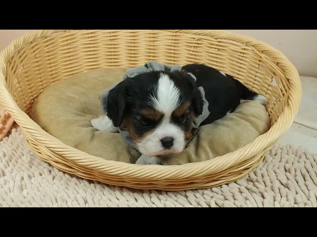 動画