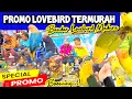 Download Lagu HARGA PROMO LOVEBIRD TERMURAH HARI MINGGU INI