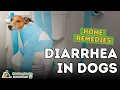 Diarrhea in Dogs How To Quickly Treat At Home