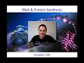 Protein Synthesis Review HW