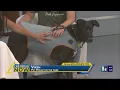 Adopt Vixen from the Nevada SPCA