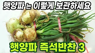 햇양파 보관은 이렇게 해야 오래 먹어요.  잎도 같이 먹는 양파반찬 3개.