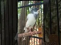 Masteran Kenari Sang Juara #shorts #birds #animals #canary #funnyanimals #canario