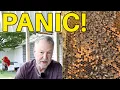 Download Lagu Beekeeping | Knowing When To 😫  PANIC and Replace Your Queen