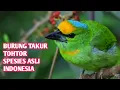 Download Lagu Suara Burung Takur Tohtor