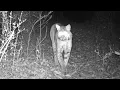 Backyard Trail Cam Bobcats Screaming Mating Calls