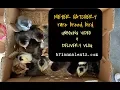 Meyer Hatchery Rare Chicken Breed Delivery Vlog and Unboxing