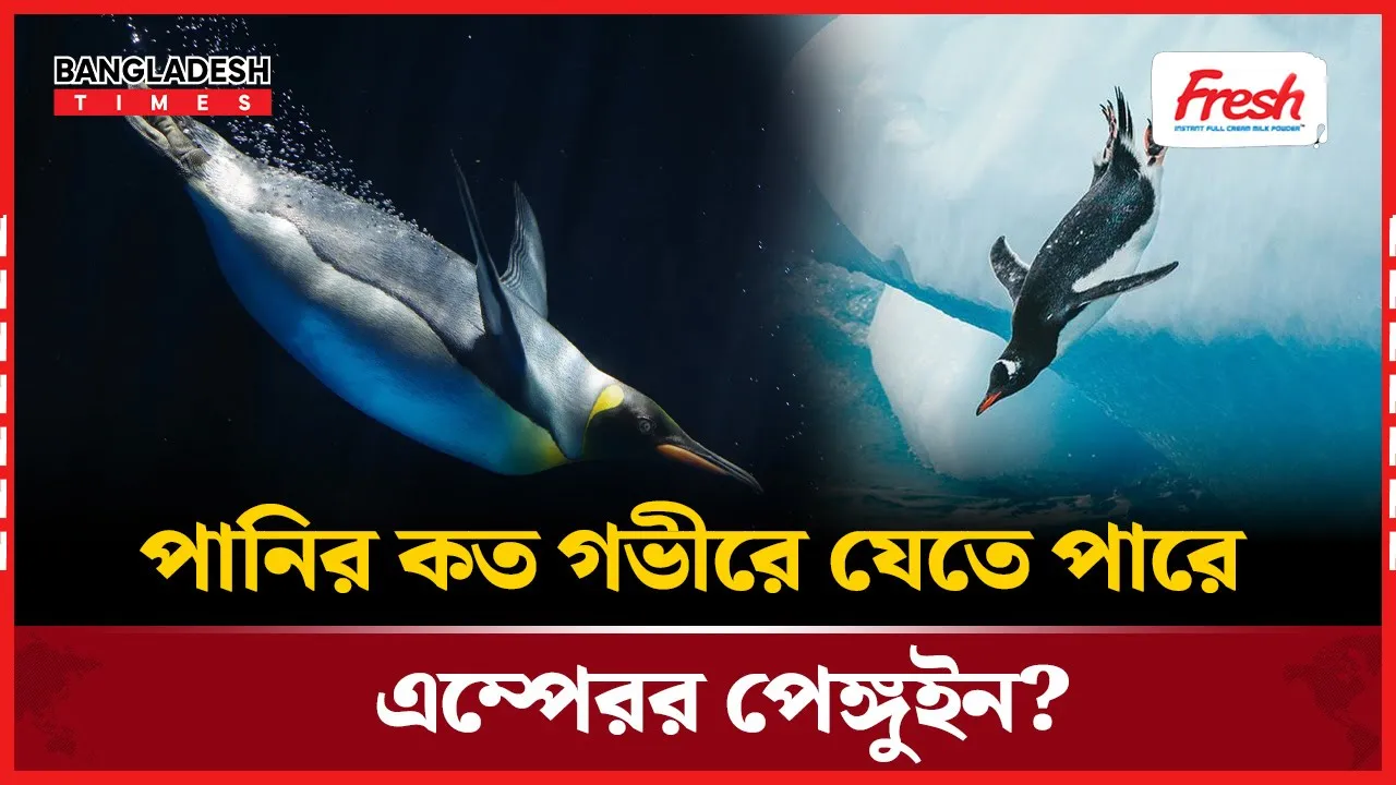 সমুদ্রের অন্ধকার অতলে এক নিঃশ্বাসে কতদূর যায় পেঙ্গুইন?