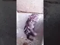 Download Lagu video lucu tikus mandi pake sabun