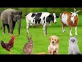 Download Lagu Farm Animals: Cow, Horse, Cat, Dog, Chicken, Duck, Pig, Rabbit, Parrot, Giraffe – Farm Animal Sounds
