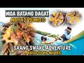 Download Lagu 🇵🇭 DAGSA ANG SPIDER SHELL'S AT SEA ORCHIN SA BURIAS ISLAND