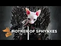 Sphynx cat breeder Introduction to Sphynx Cat species our Sphynx cattery Mother of Sphynxes