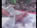 Jangkrik bos