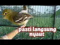 Download Lagu CIPOW GACOR DOR... NARUNG PALING AMPUH BUAT PANCINGAN SIRPU agar cepat EMOSI 