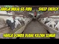 Download Lagu HARGA DOMBA KILOAN MULAI 65 RIBU DI PUSAT DOMBA SHEEP ENERGY NGANJUK