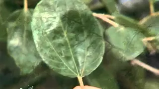 شامپو صدر صحت 