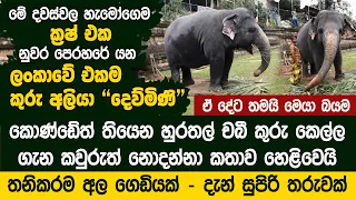 හැමෝගෙම ක්‍රෂ් එක පෙරහරේ යන ලංකාවේ එකම කුරු අලියා  - Dewmini Kuru Aliya