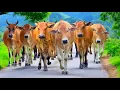 Download Lagu Puluhan sapi lembu jinak berlari beriringan menuruni lereng bukit dengan semangat menuju ke kandang
