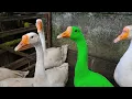Download Lagu SUARA ANGSA PUTIH ASLI MEMANGGIL TEMAN BANGUN DARI TIDUR - SUARA ANGSA SUARA SOANG - BEBEK ANGSA TV