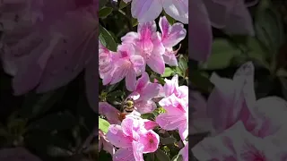 Bees In Flowers Short #youtubeshorts