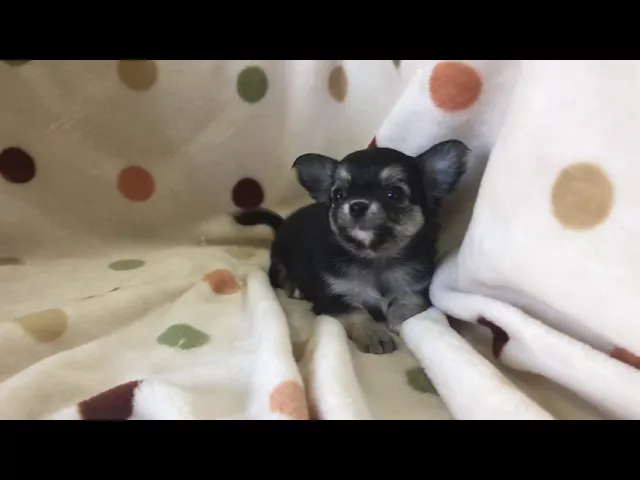 動画