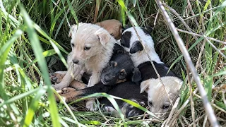 Abandoned and Helpless, These Puppies Had No One to Cling To… Except Their Big Brother