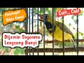 Lagu Pancingan Sogon Agar Bunyi dan Emosi, Sogon Bahan Auto Nyaut dan Cepet Rajin Bunyi Part 17
