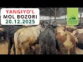 Lagu Yangiyo'l Mol Bozori - Buqalar narxi 20.12.2025. Chorvador Husniddin!