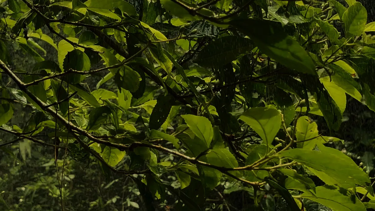 Gentle Rain on Leaves to Sleep Fast | Gentle Rain Sounds for Insomnia Relief to Relax, Study